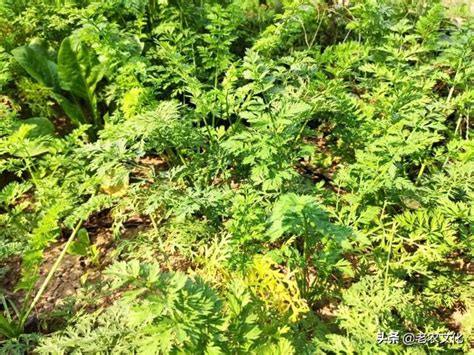 愛果精|植物生長調節劑之類別及其特性